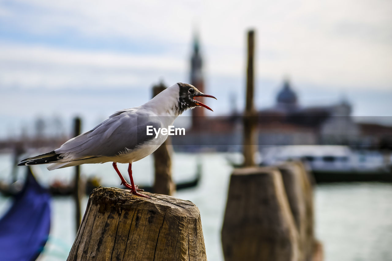 Close-up of seagull perching on wooden post