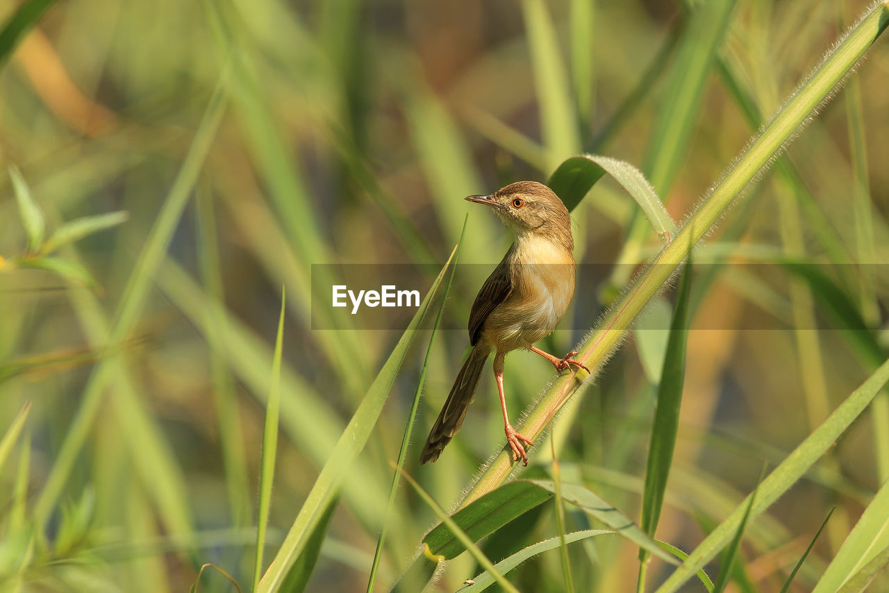 Close-up of bird perching on plant