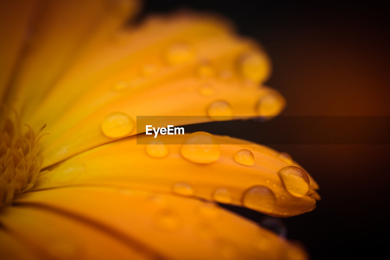 CLOSE-UP OF WET YELLOW FLOWER IN RAIN