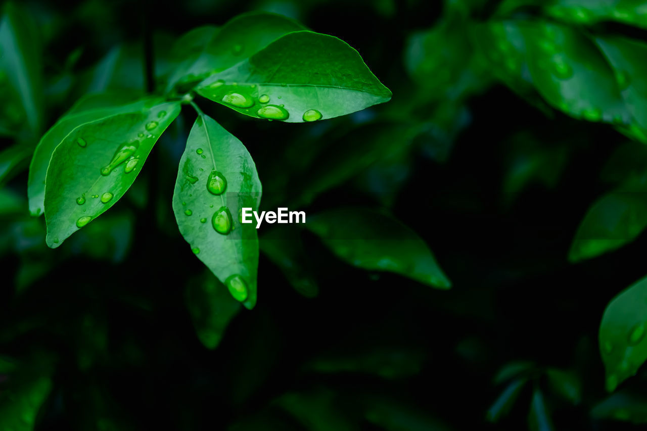 Close-up of wet leaves