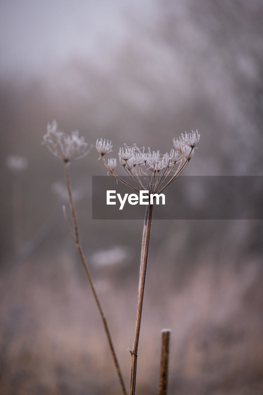 macro photography, nature, plant, frost, close-up, focus on foreground, leaf, no people, branch, flower, twig, beauty in nature, winter, outdoors, day, fragility, selective focus, tranquility, plant stem, environment, sky, growth