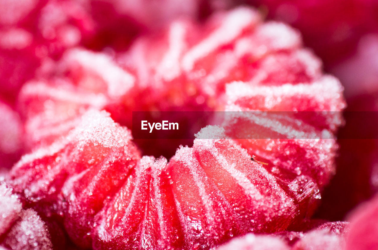 Close-up of frozen raspberries