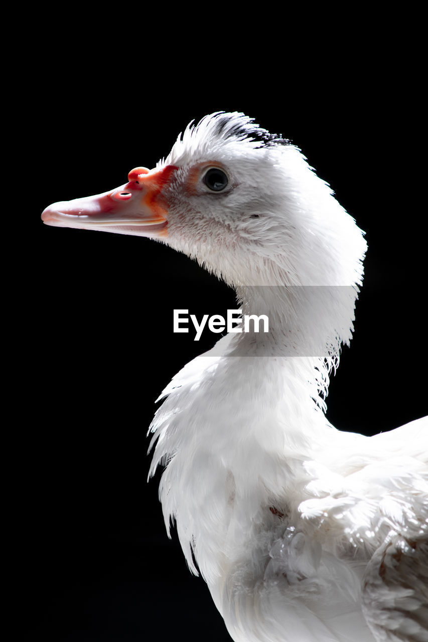 CLOSE-UP OF A BIRD OVER BLACK BACKGROUND