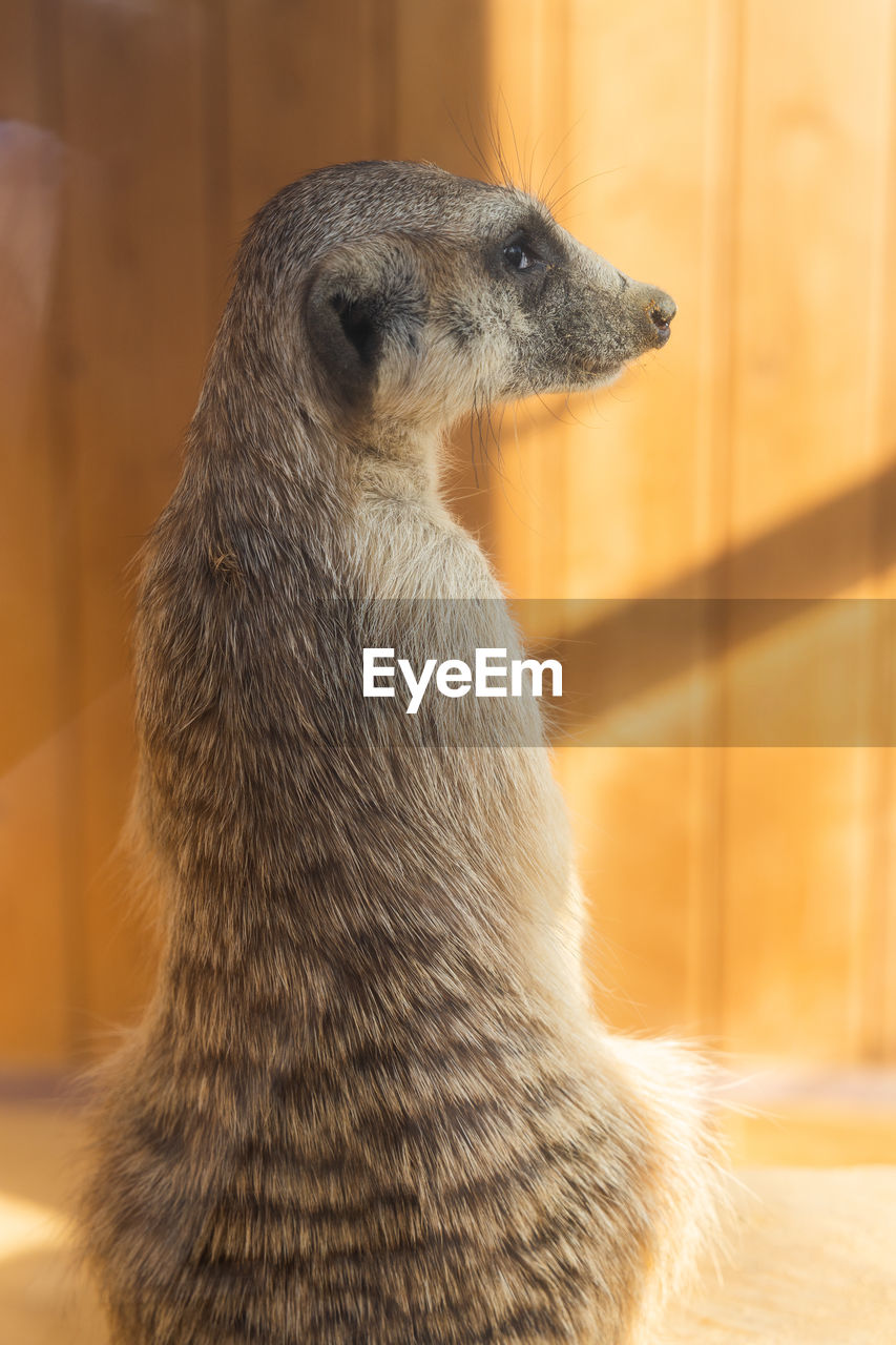 Meerkat animals