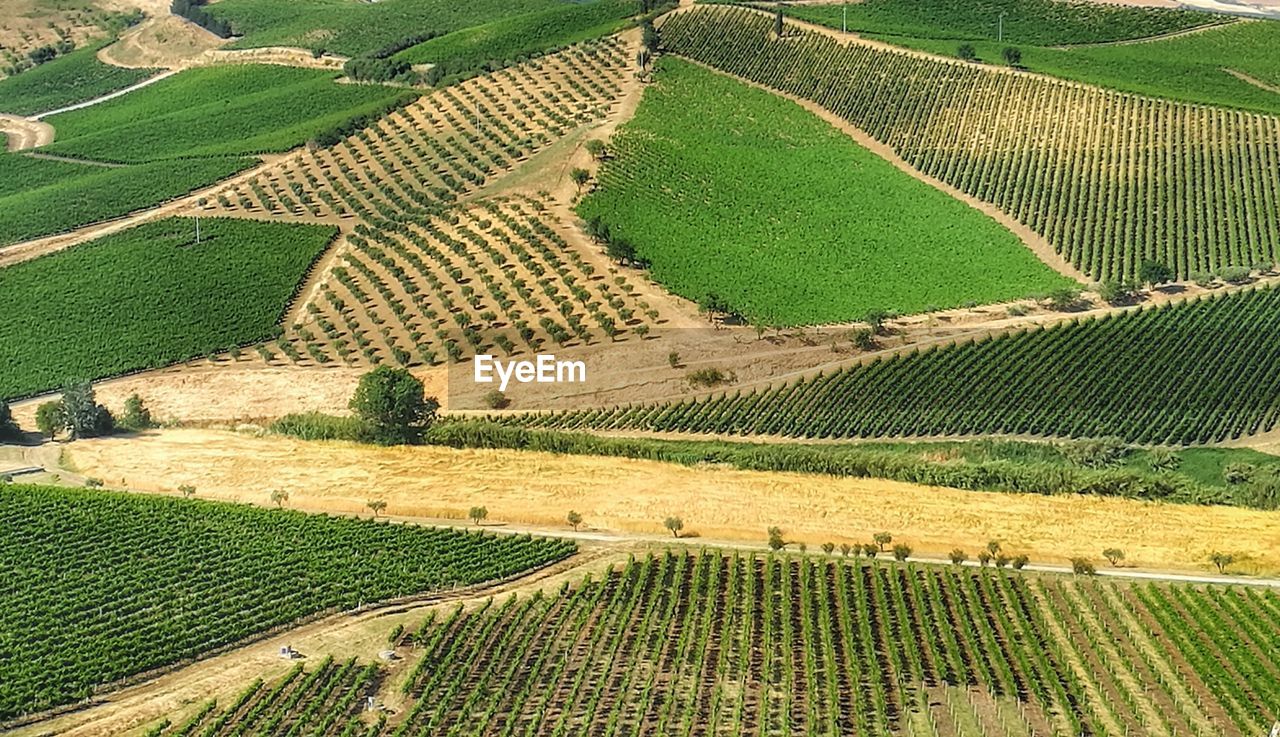 HIGH ANGLE VIEW OF VINEYARD AND FARM