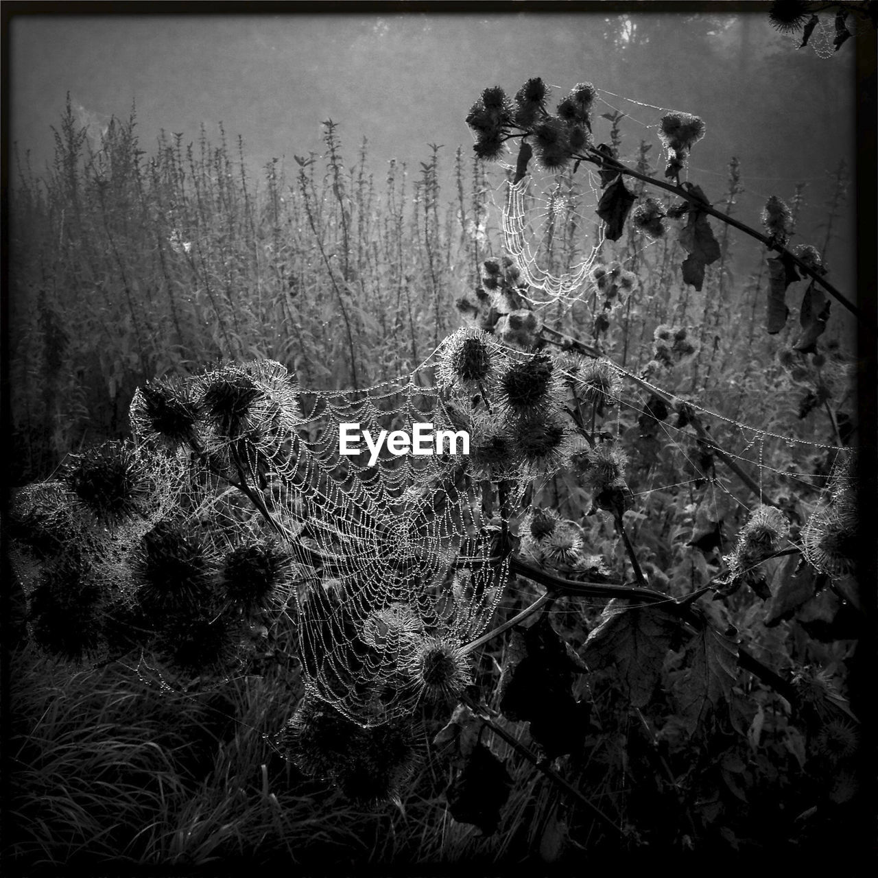 CLOSE-UP OF PLANTS GROWING AGAINST SKY