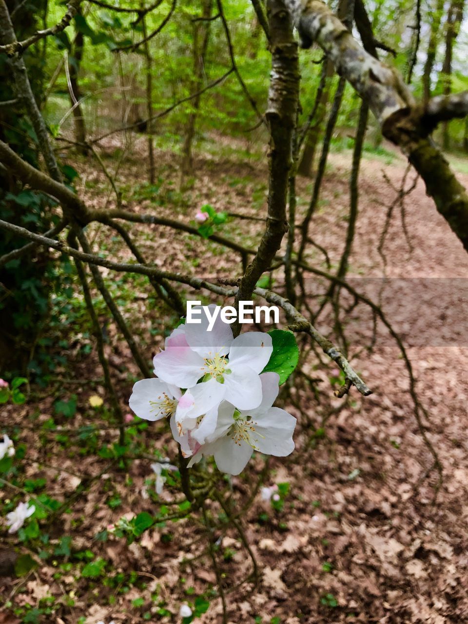 CLOSE-UP OF FLOWER TREE GROWING IN FOREST