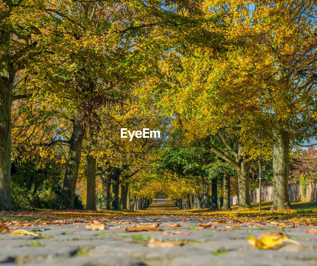 Trees in forest during autumn