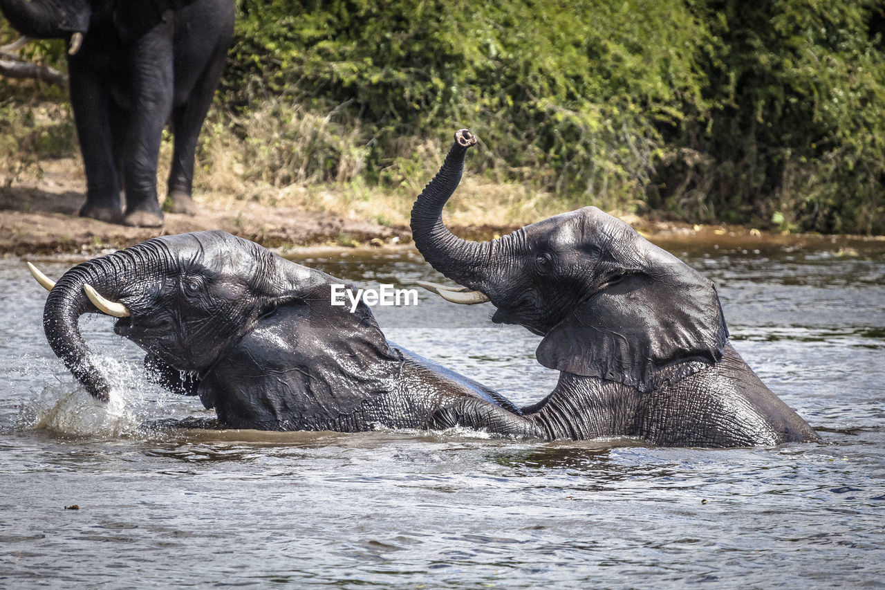 View of elephants in river