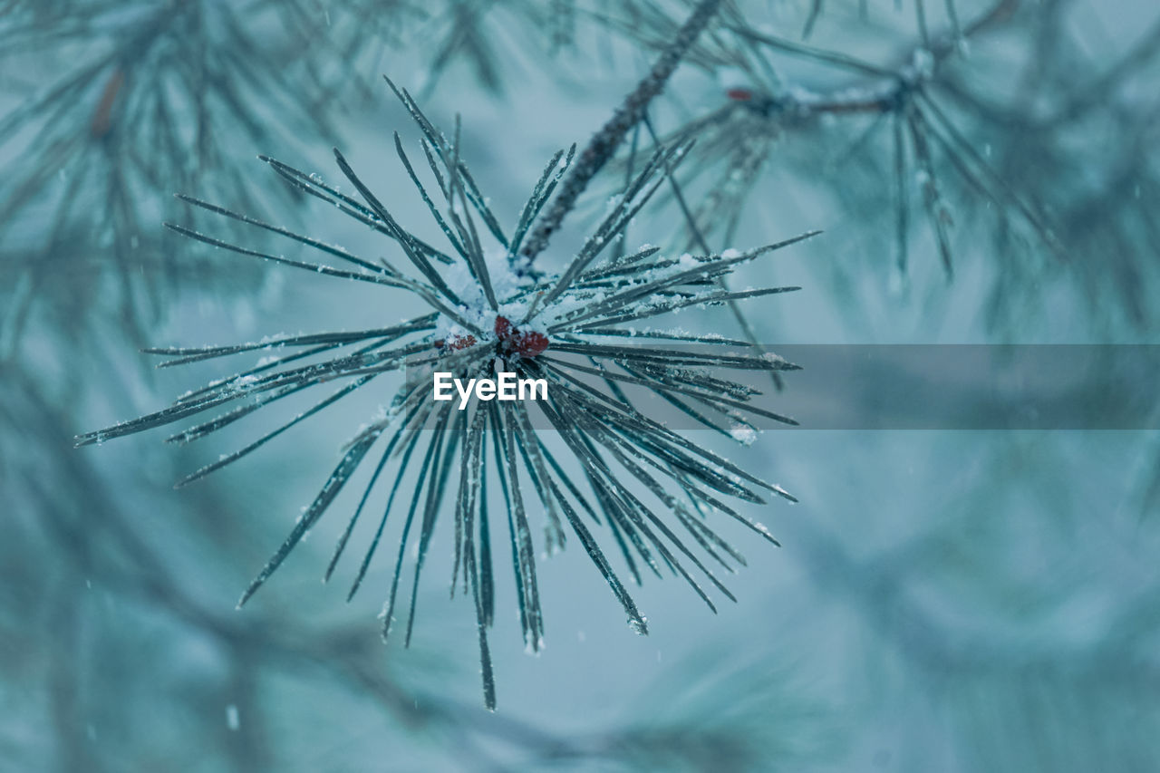 branch, frost, plant, winter, nature, twig, no people, tree, close-up, coniferous tree, cold temperature, pinaceae, pine tree, beauty in nature, snow, flower, outdoors, snowflake, focus on foreground, selective focus, freezing, macro photography, leaf, frozen, day, ice, tranquility