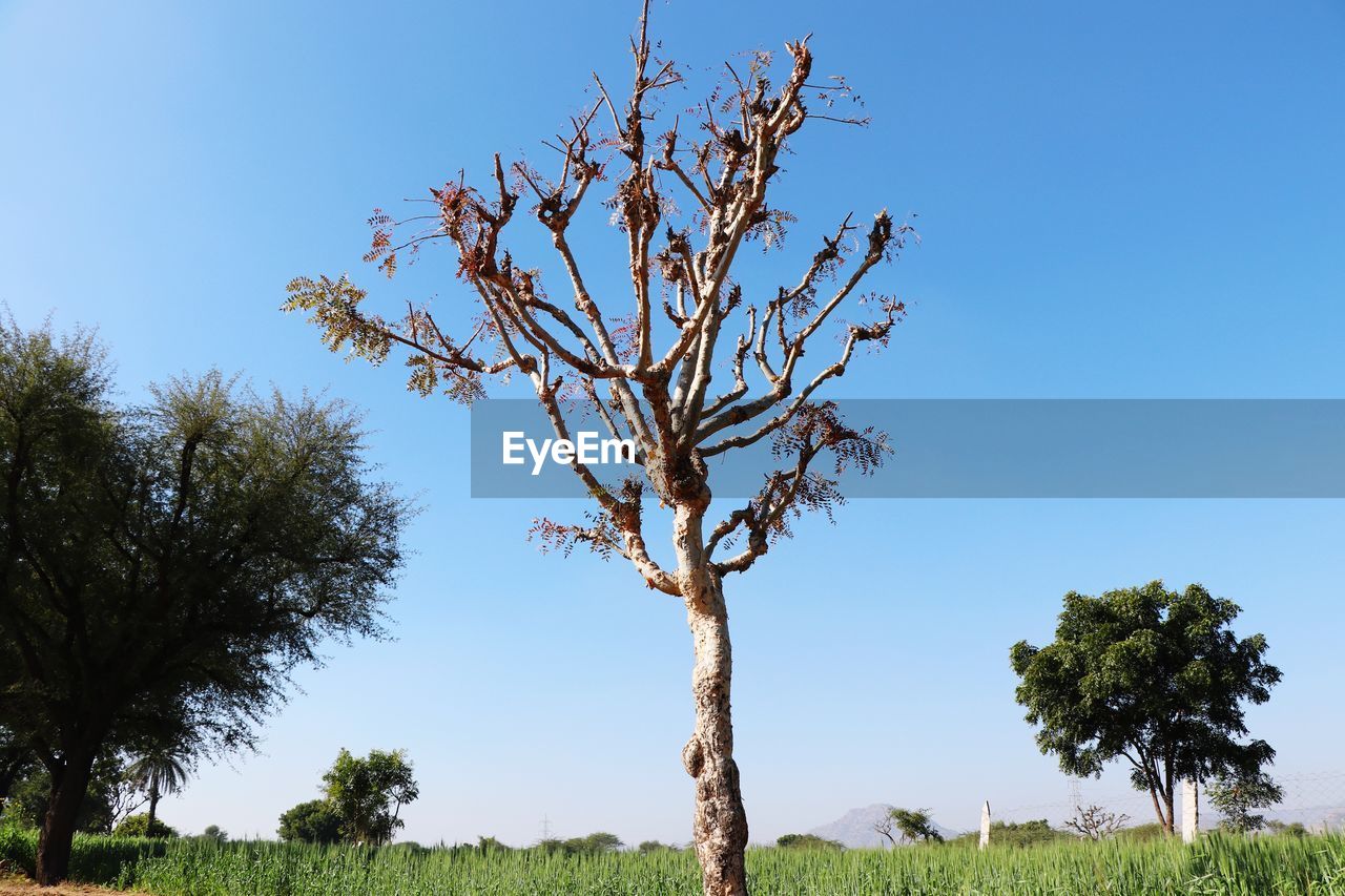 Trees on field against clear blue sky