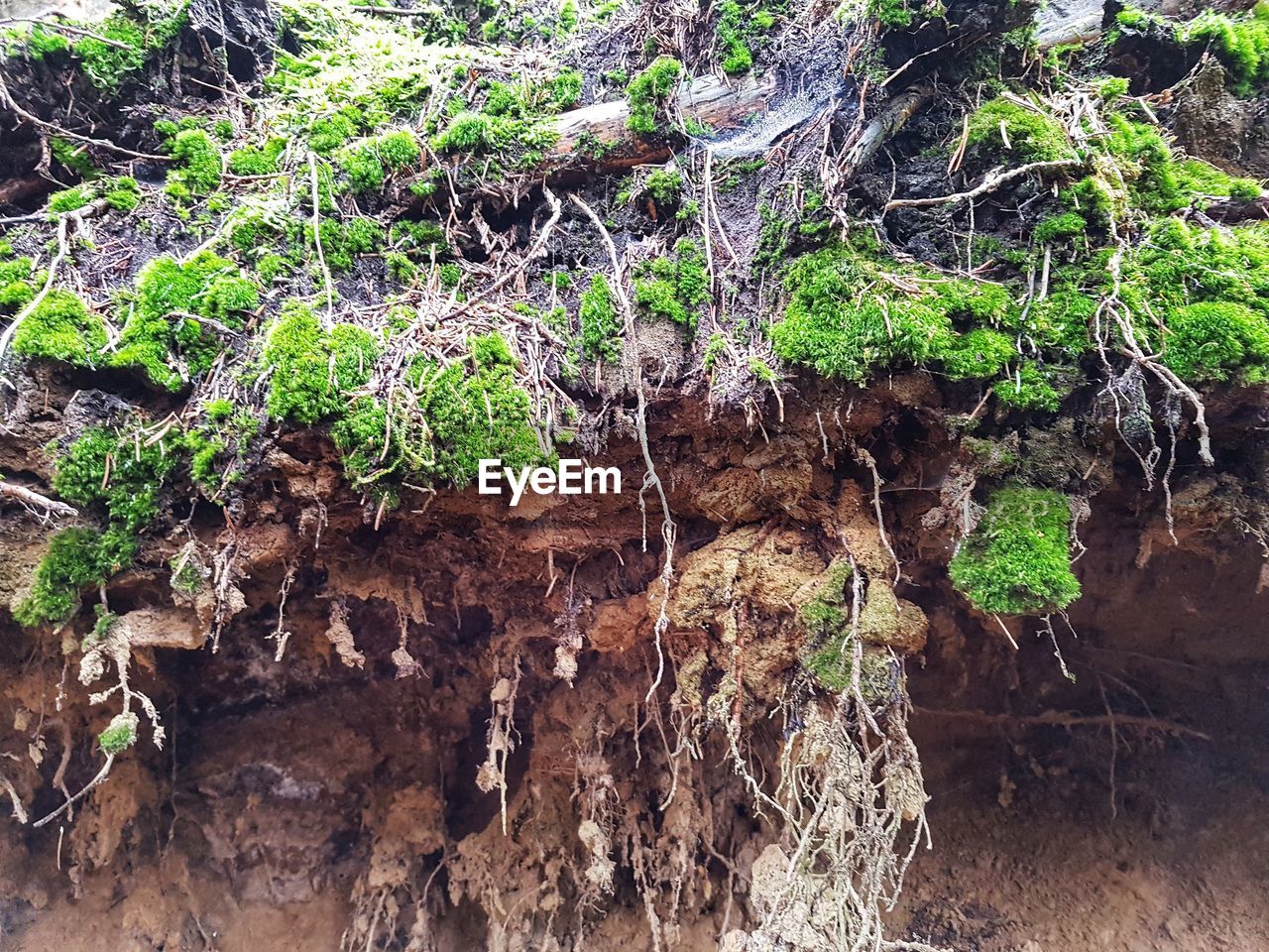 PLANTS GROWING ON ROCKS