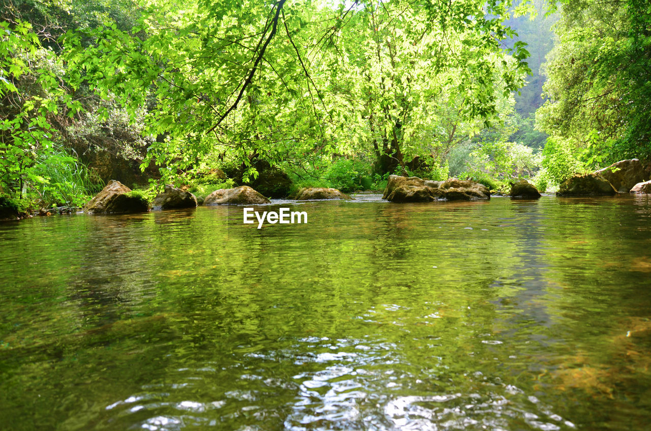 SCENIC VIEW OF LAKE WITH TREES IN BACKGROUND