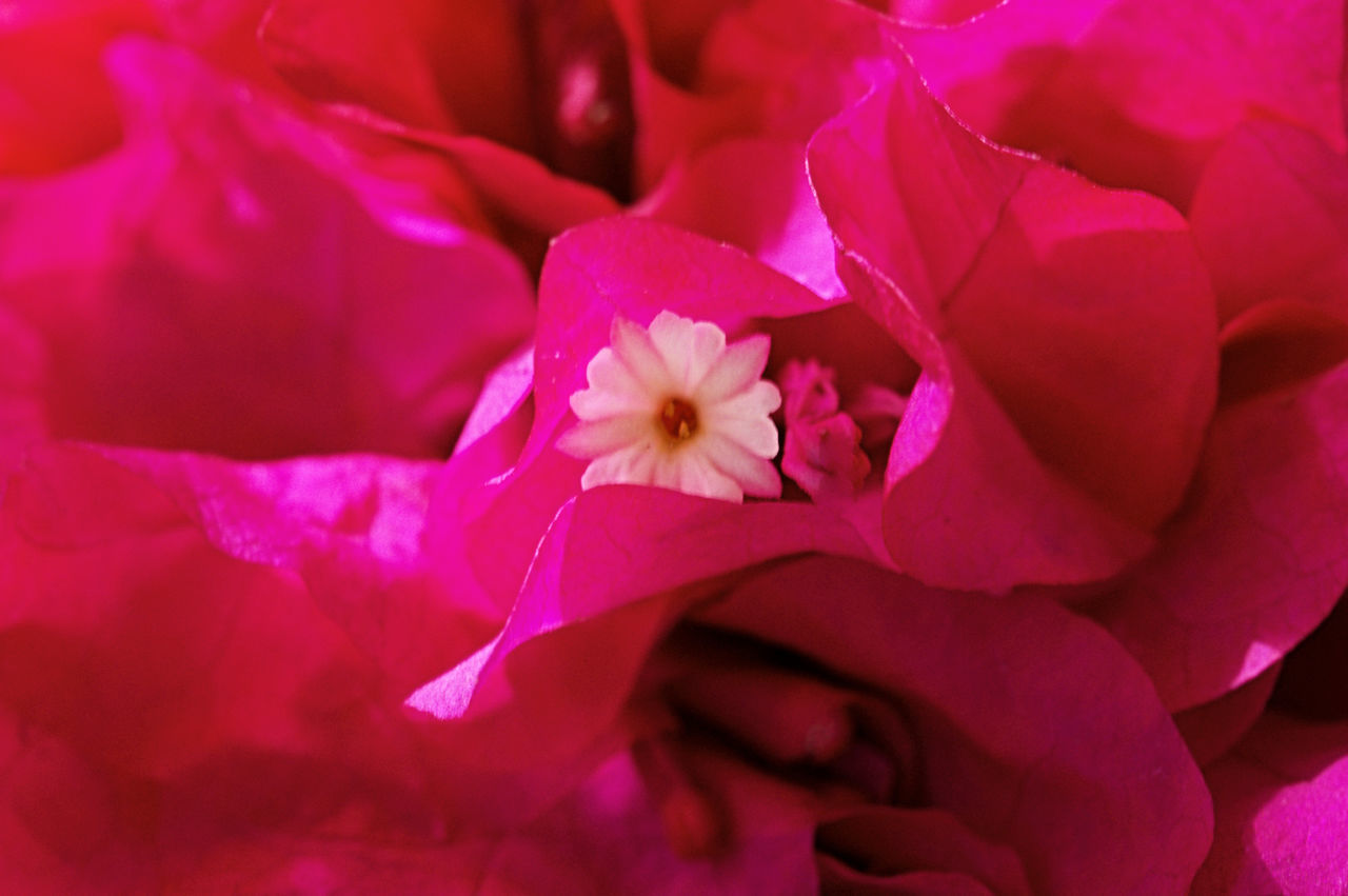 FULL FRAME SHOT OF PINK FLOWERS