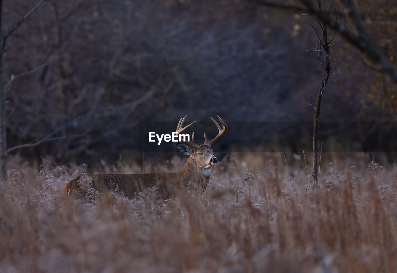 CLOSE-UP OF DEER ON PLANT