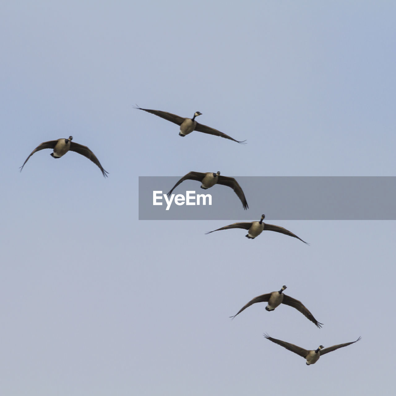 LOW ANGLE VIEW OF SEAGULLS FLYING IN THE SKY