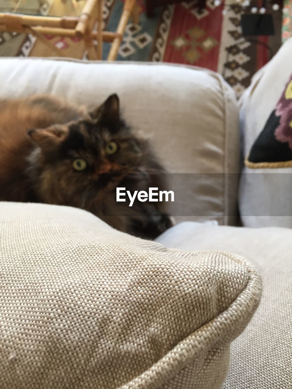 PORTRAIT OF CAT LYING ON SOFA