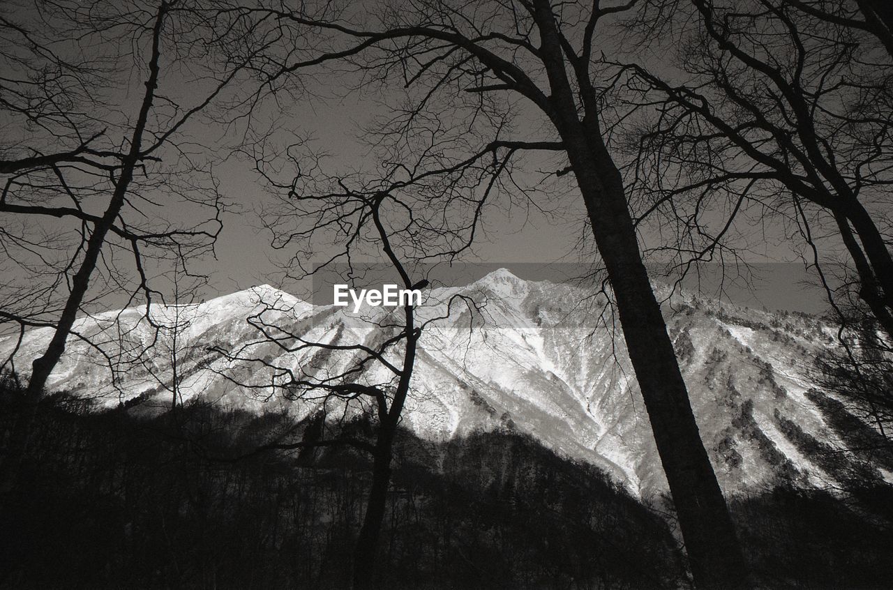 Bare trees on snow covered landscape