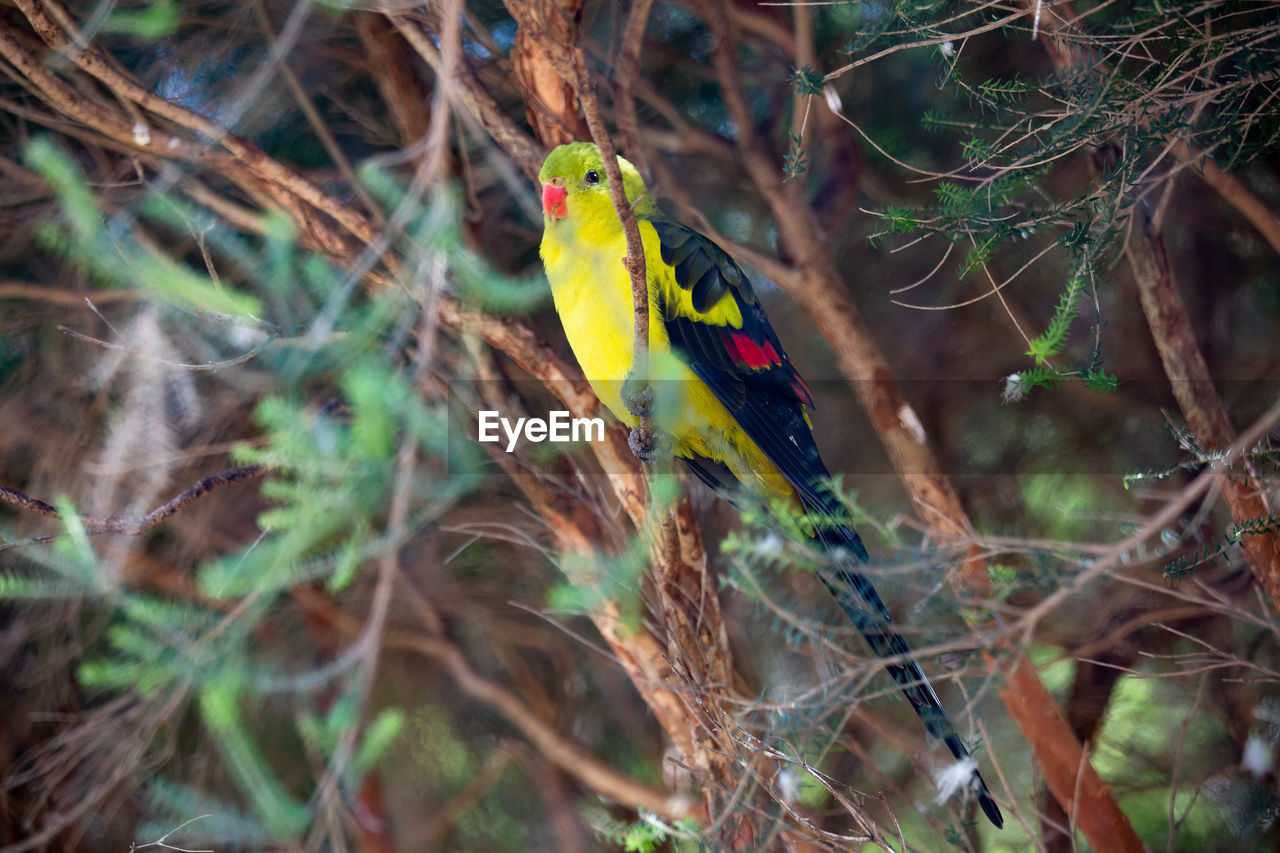 View of bird perching on branch