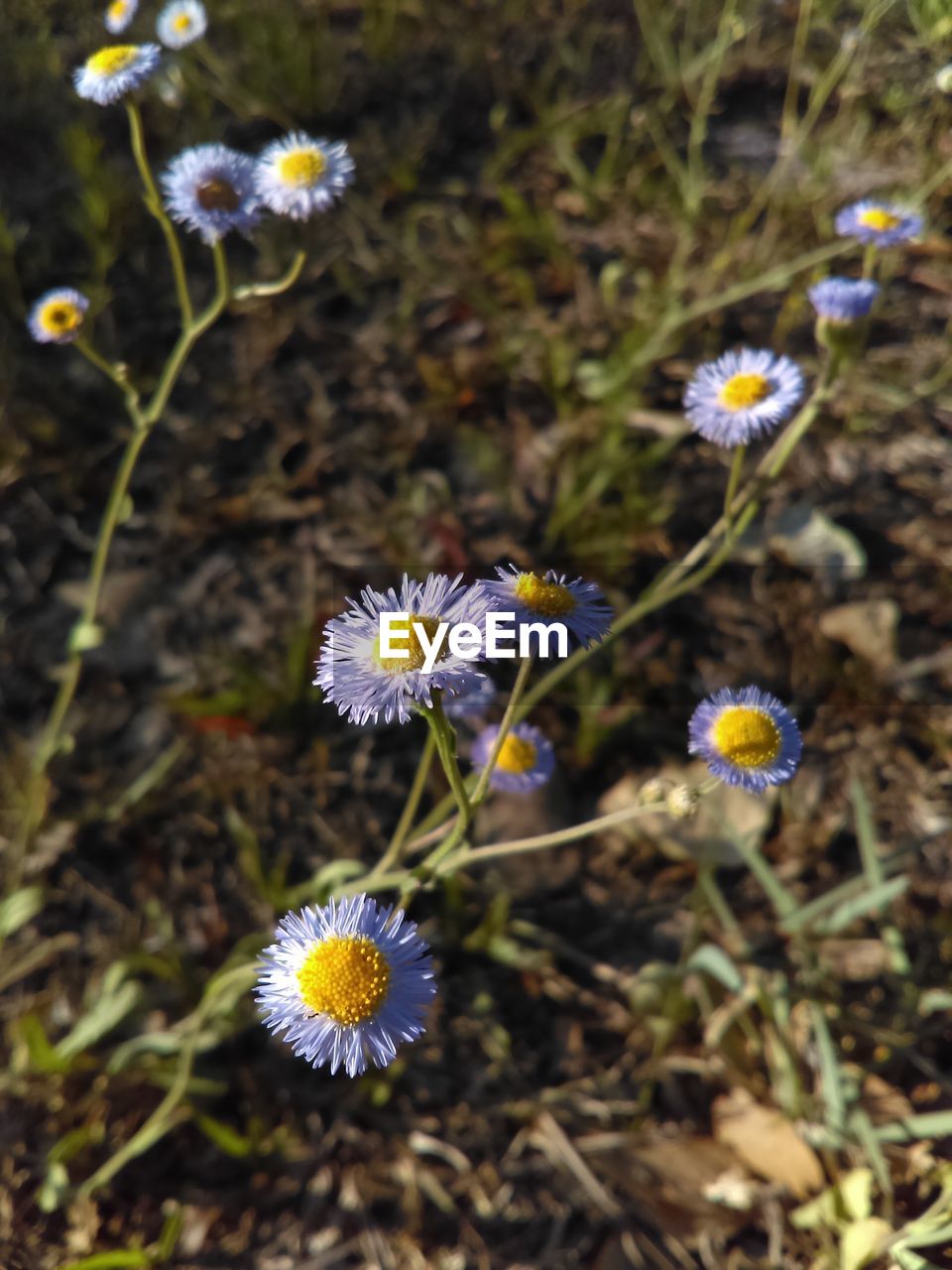 Close-up of white daisy flowers