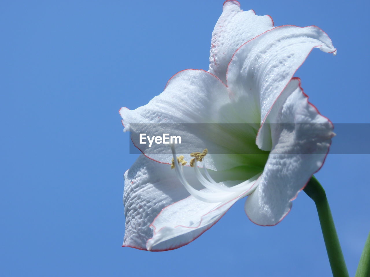 Low angle view of white flowering plant against sky