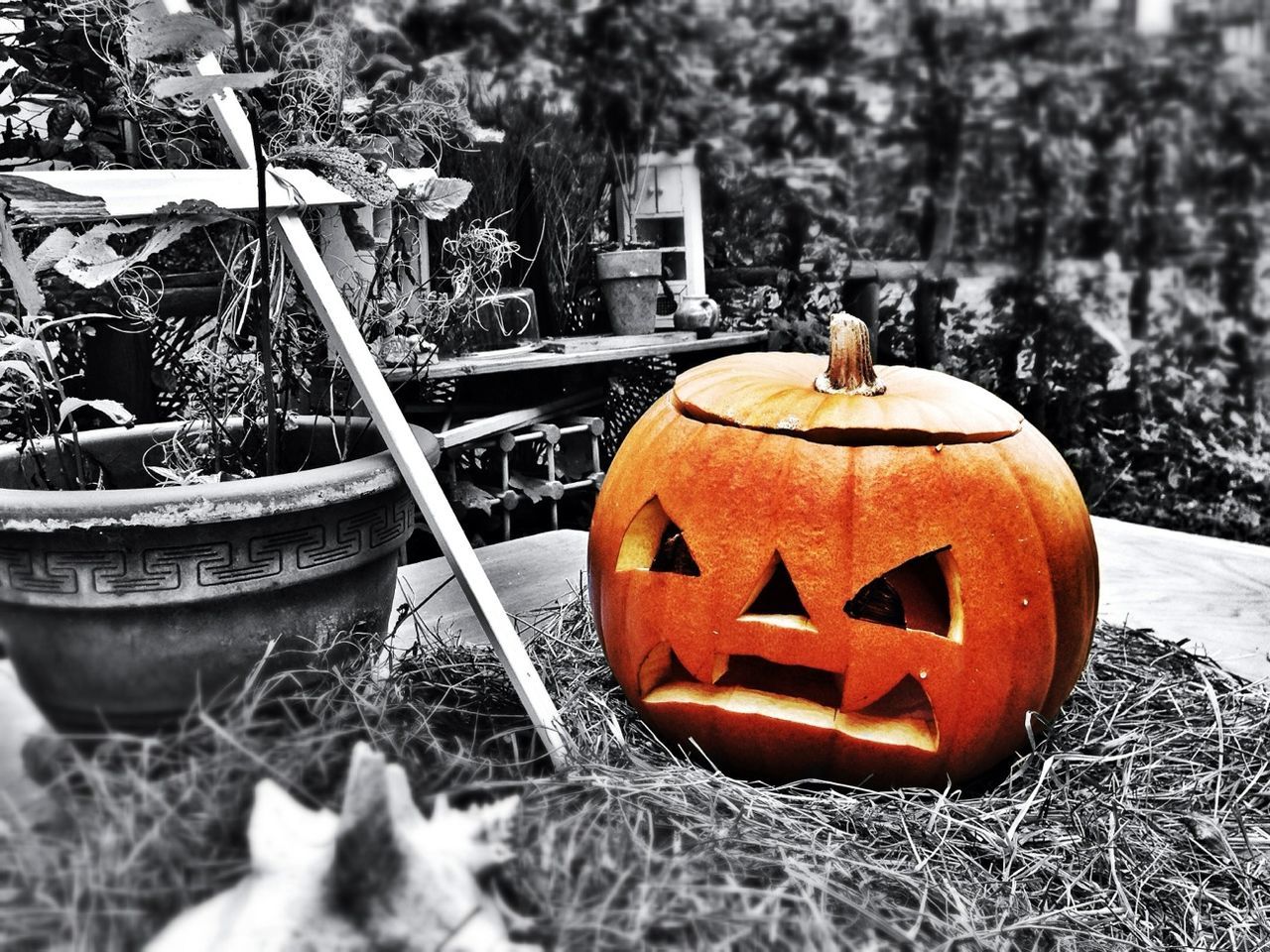 Halloween pumpkin on dry grass in yard