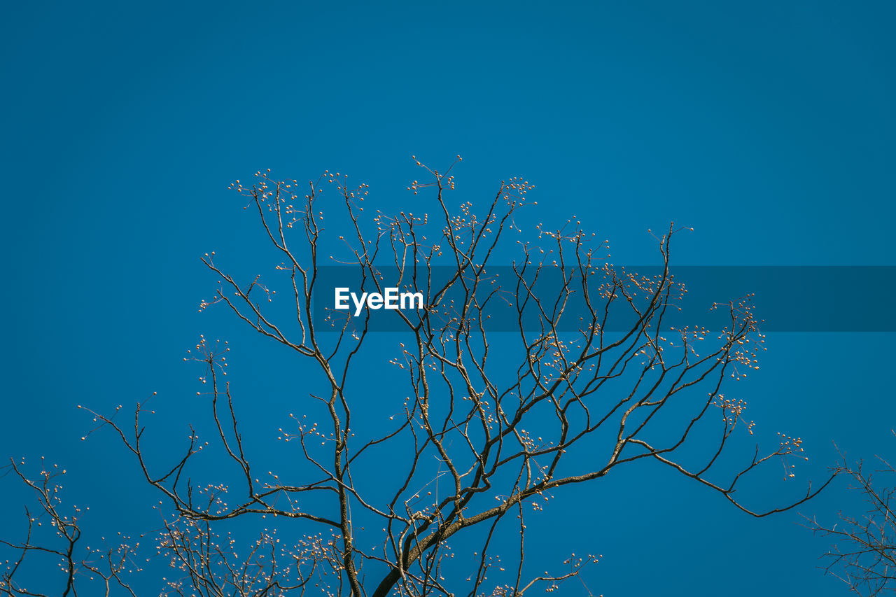 LOW ANGLE VIEW OF PLANTS AGAINST BLUE SKY