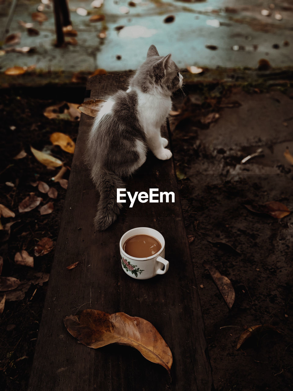 cat, animal, animal themes, mammal, one animal, domestic animals, pet, drink, food and drink, cup, domestic cat, feline, plant part, leaf, no people, carnivore, coffee, mug, morning, small to medium-sized cats, kitten, whiskers, wood, autumn, felidae, nature, coffee cup, food, high angle view, refreshment