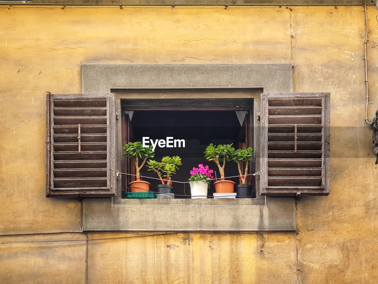POTTED PLANT ON WINDOW SILL OF BUILDING