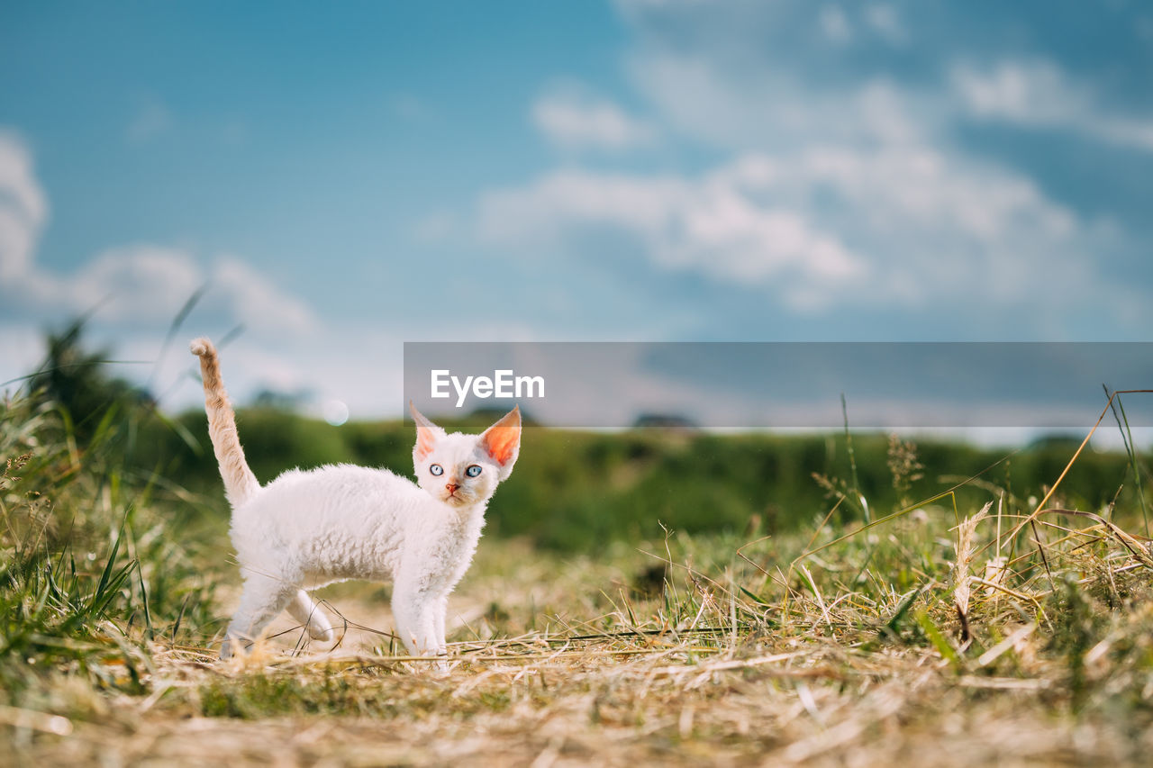 close-up of cat on field against sky