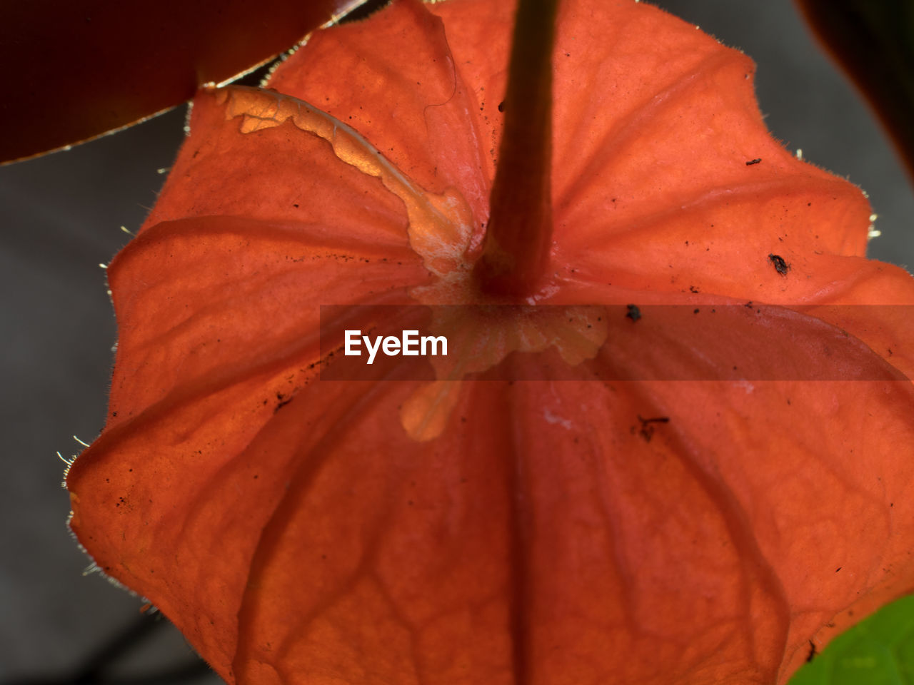 CLOSE-UP OF ORANGE HIBISCUS