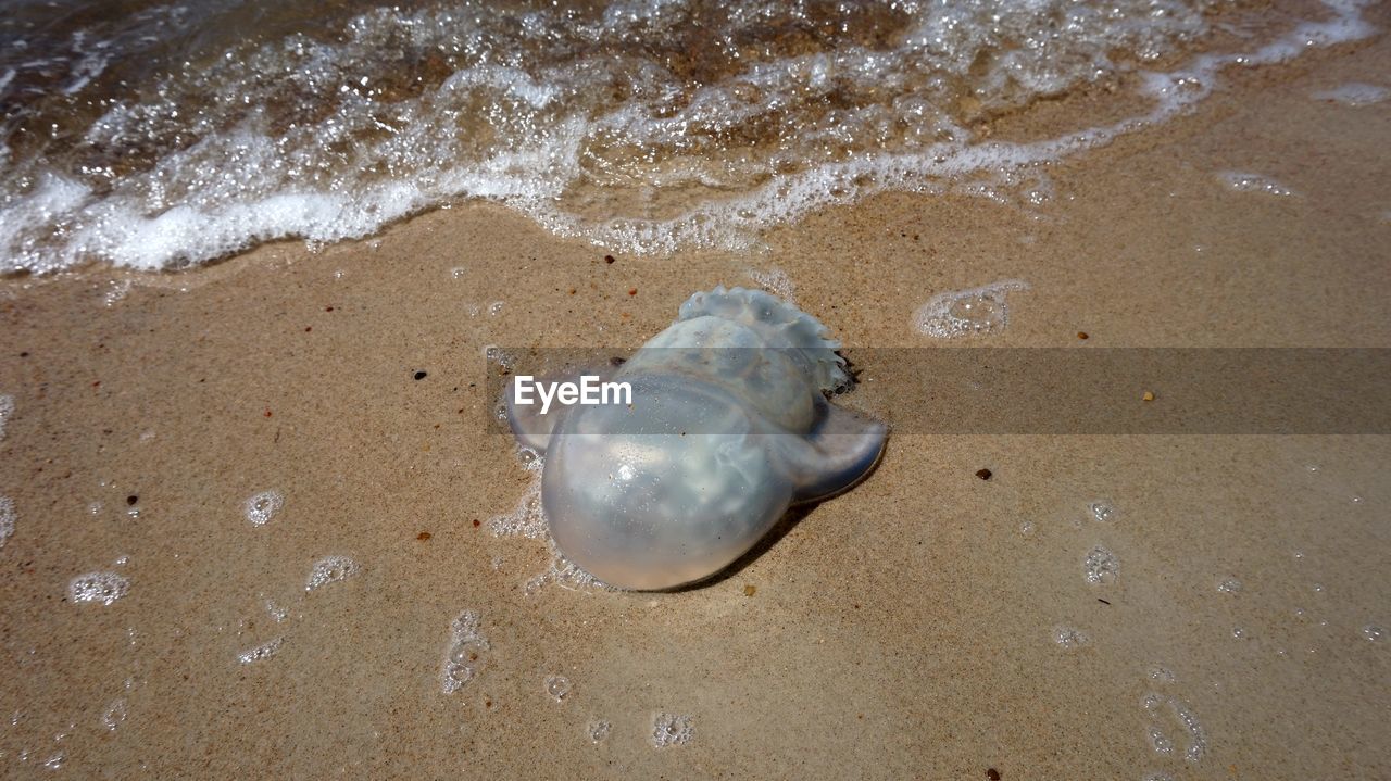 High angle view of crab on beach