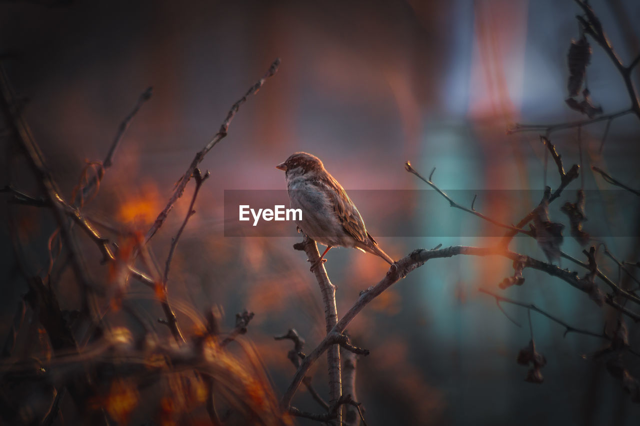 Bird perching on branch