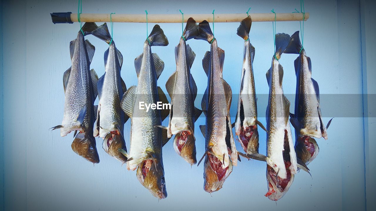 Close-up of fishes hanging at market stall