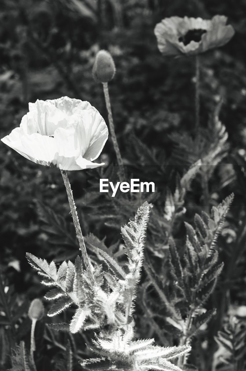 CLOSE-UP OF FLOWER IN WINTER