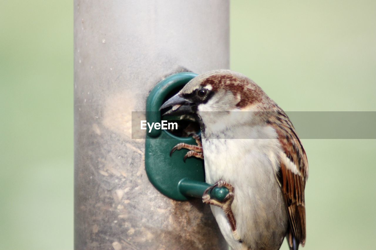 CLOSE-UP OF SPARROW PERCHING ON FEEDER AT NIGHT