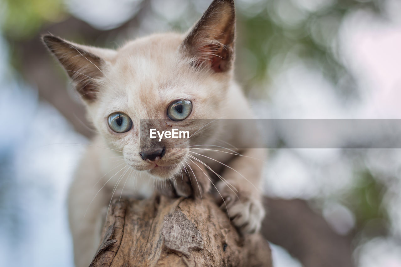 Close-up portrait of cat sitting on tree trunk