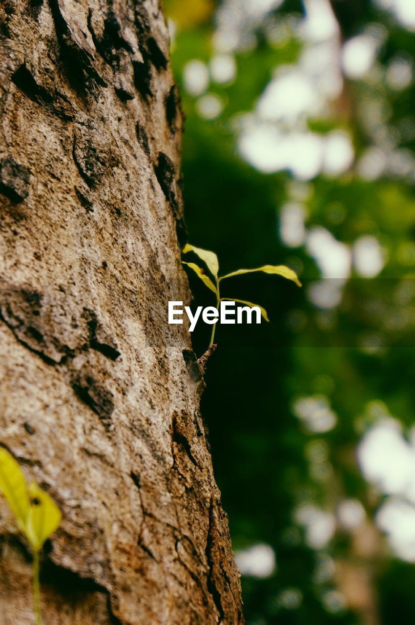 CLOSE-UP OF INSECT ON TREE