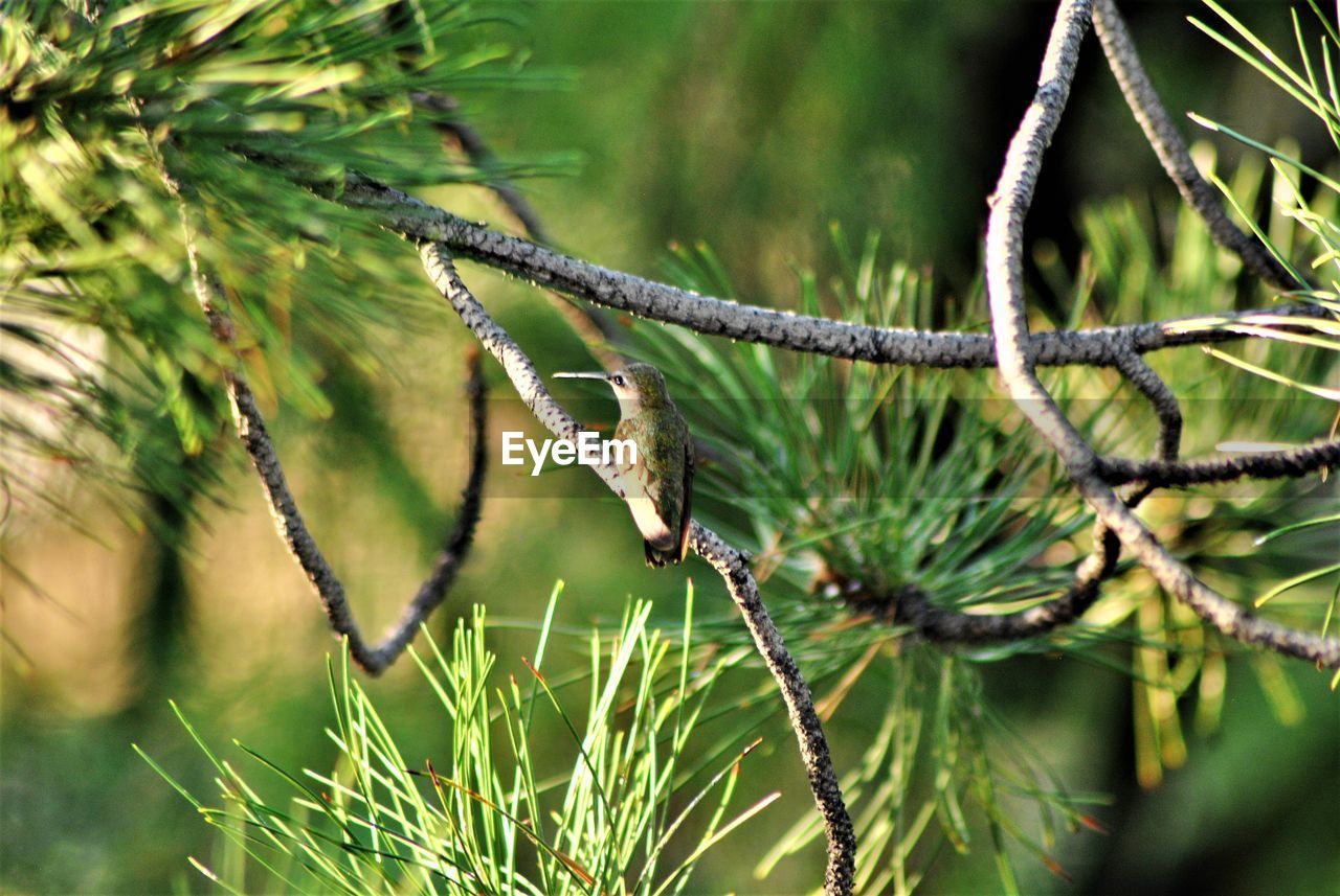 Close-up of leaves on branch