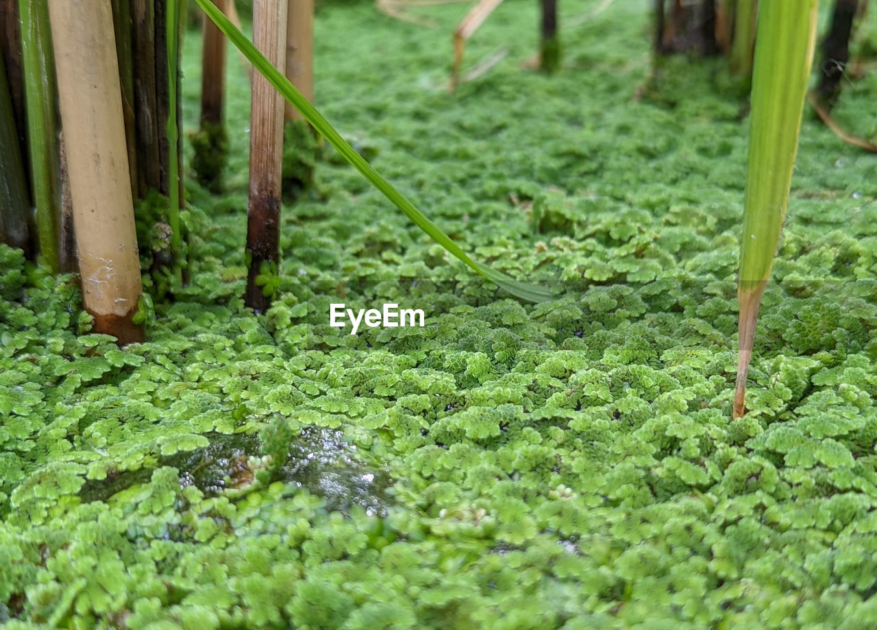 green, plant, growth, lawn, nature, soil, grass, day, no people, leaf, land, garden, flower, outdoors, beauty in nature, selective focus, plant part, field, tree, agriculture, freshness, close-up, produce, moss, forest