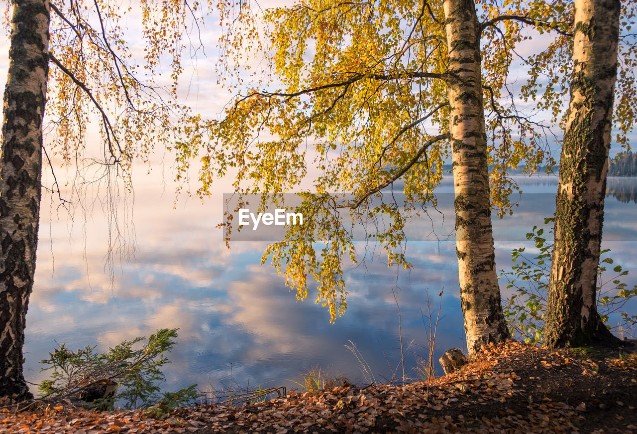 Trees against sky during autumn