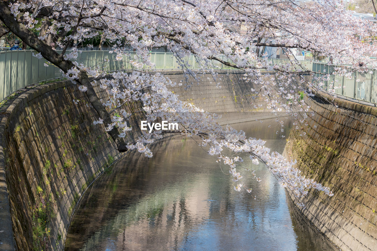 Scenic view of canal amidst cherry blossom trees