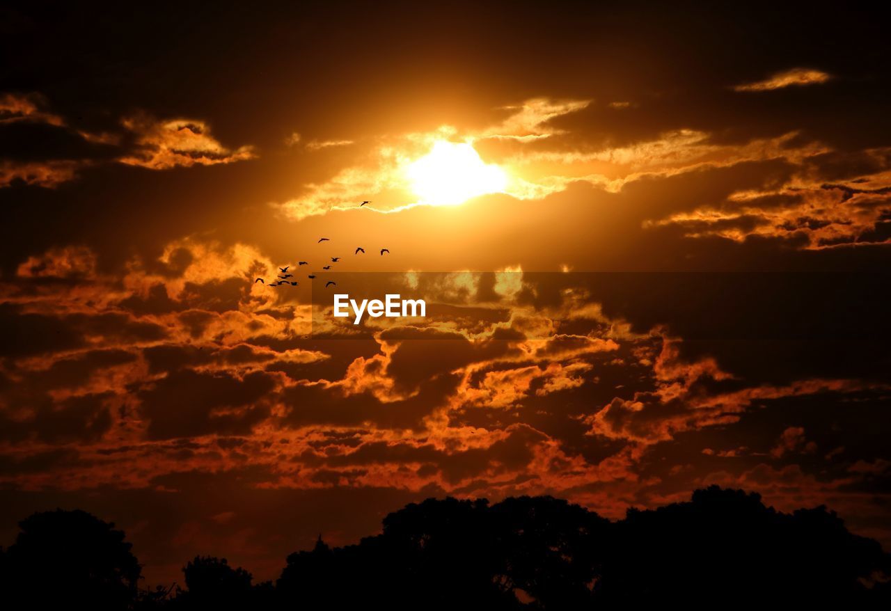 LOW ANGLE VIEW OF SILHOUETTE BIRDS AGAINST ORANGE SKY