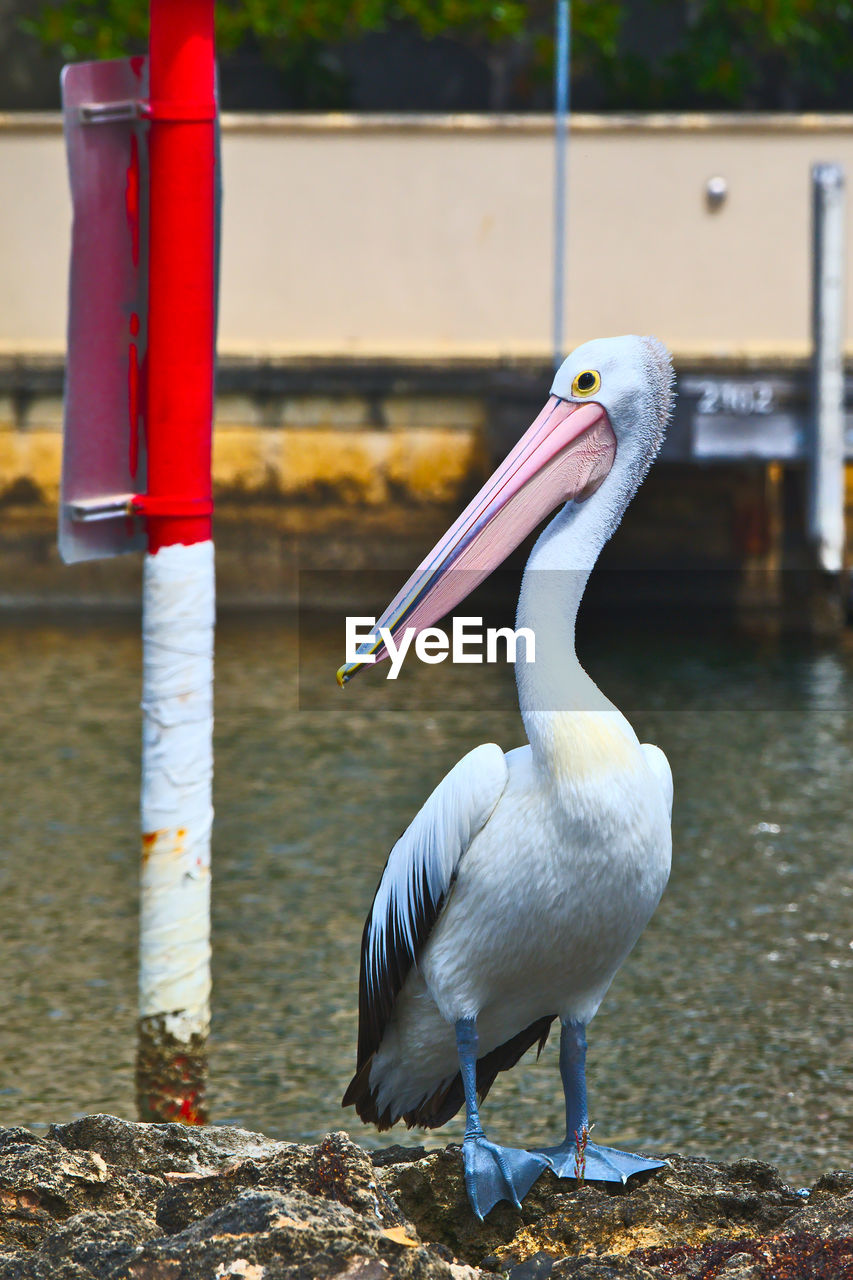 SEAGULL PERCHING ON WOODEN POST AT LAKE