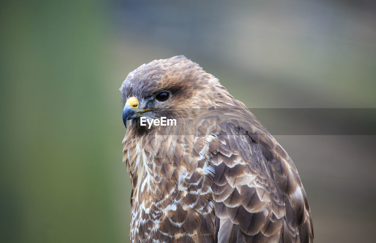 A common buzzard up close