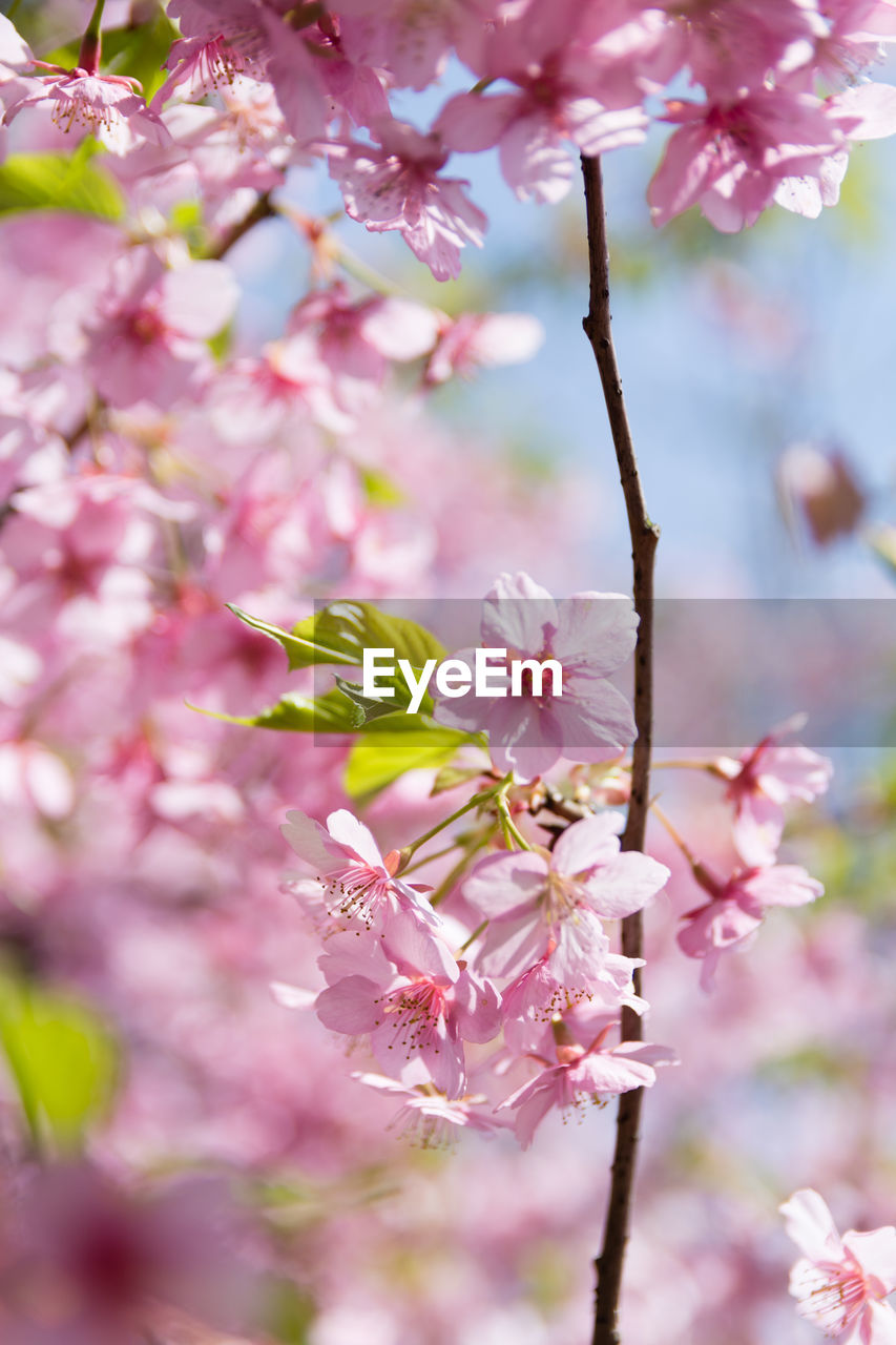 Close-up of pink cherry blossoms in spring