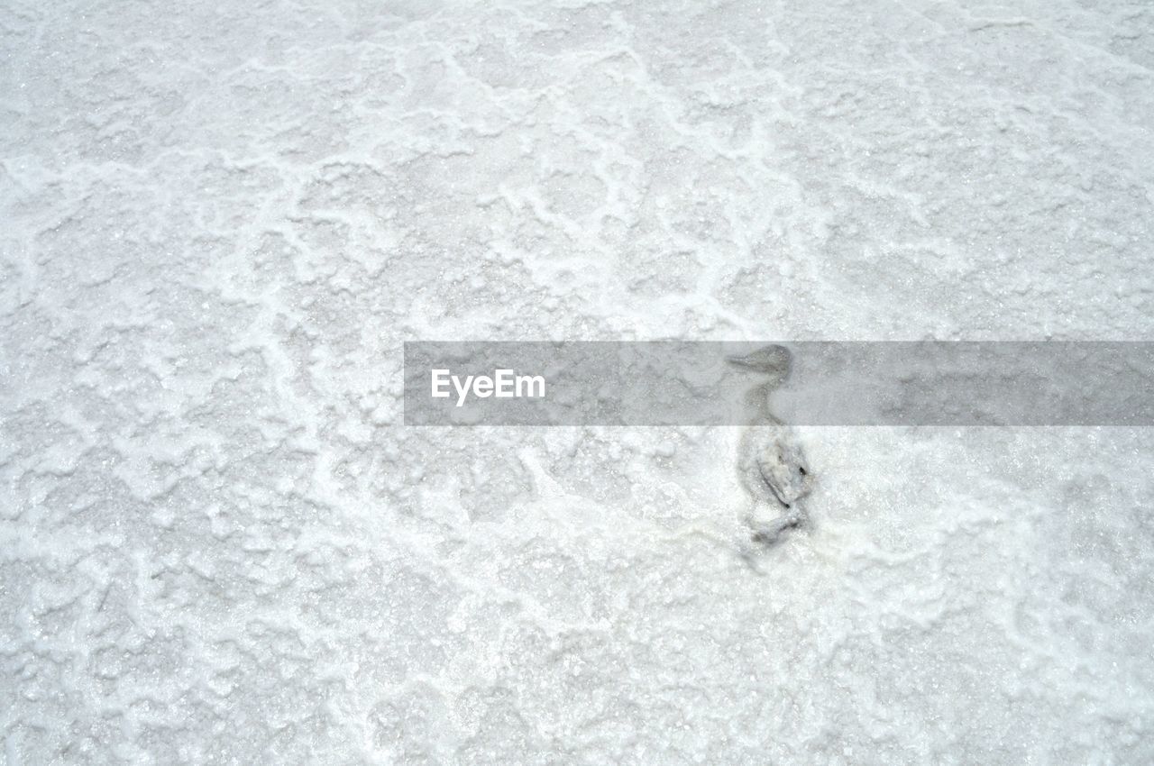 High angle view of dead animal on salt lake