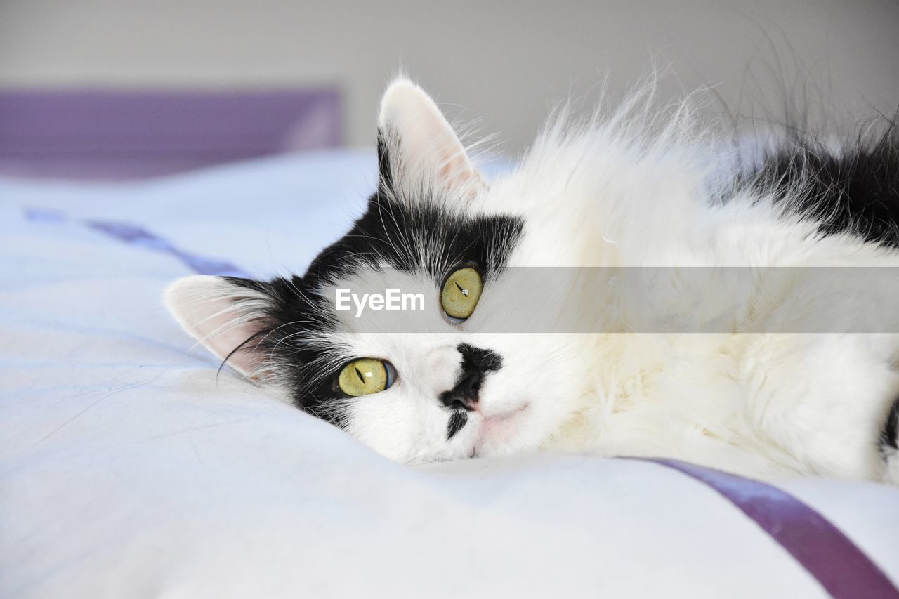 CLOSE-UP PORTRAIT OF CAT LYING ON BED