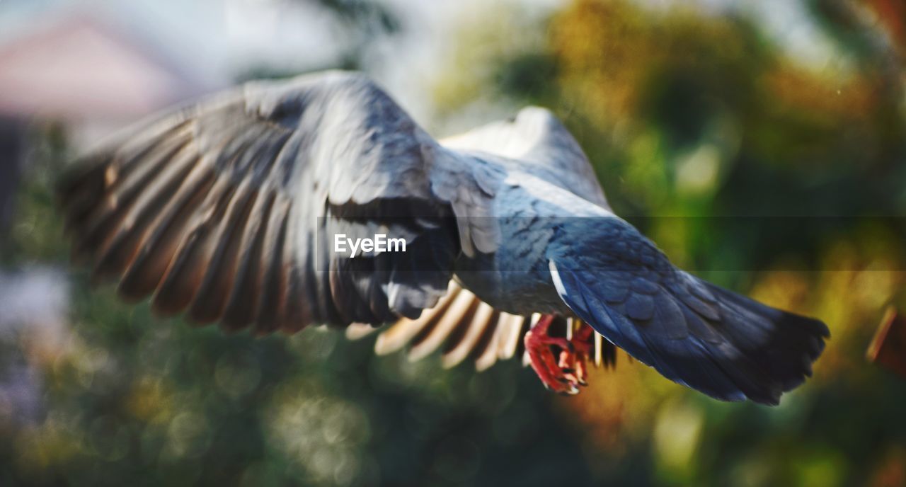 CLOSE-UP OF PIGEONS FLYING