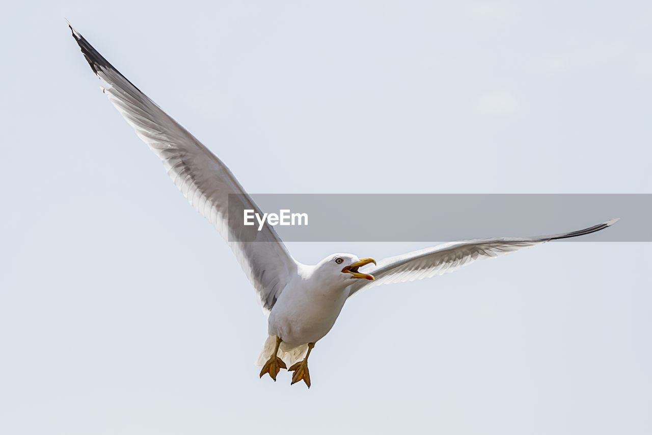 animal wildlife, animal themes, animal, bird, wildlife, flying, spread wings, one animal, animal body part, beak, nature, animal wing, no people, seabird, gull, mid-air, bird of prey, motion, full length, sky, wing, beauty in nature, outdoors, animals hunting